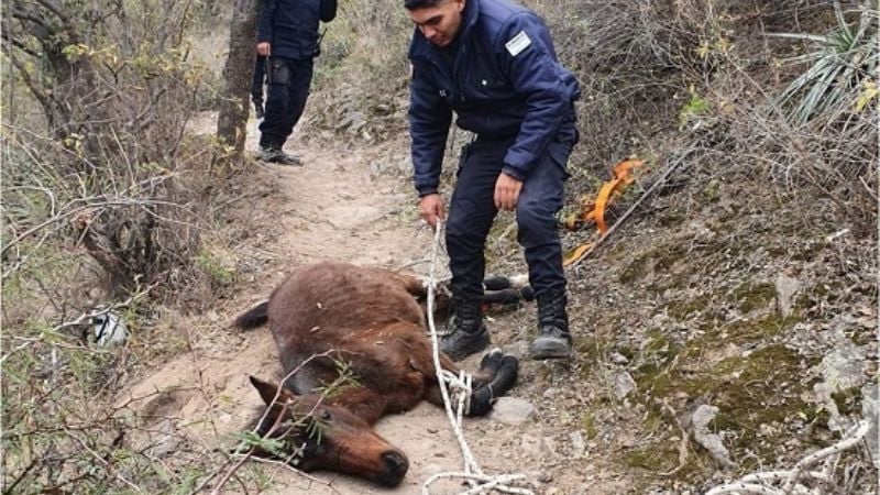Policías rescataron a un caballo que cayó en un barranco