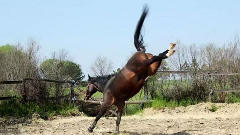 Nene de 2 años hospitalizado en grave estado tres ser pateado por un caballo