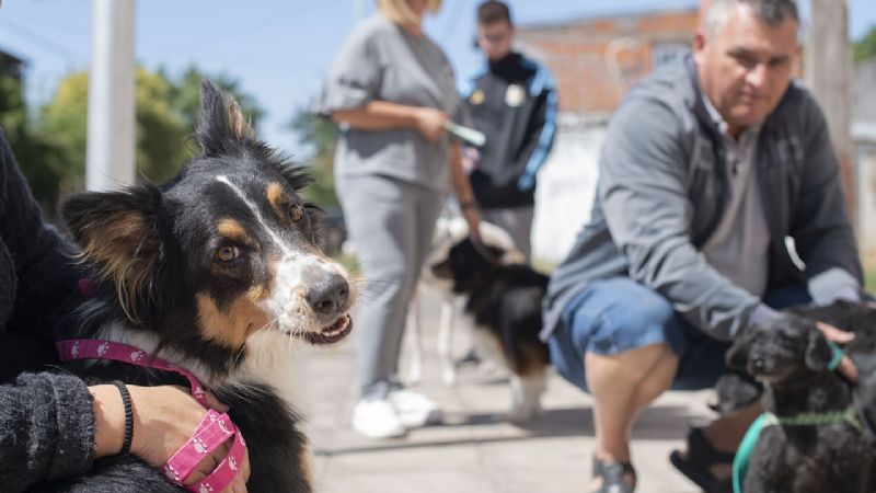 Las tres enfermedades de origen animal que pueden afectar las personas