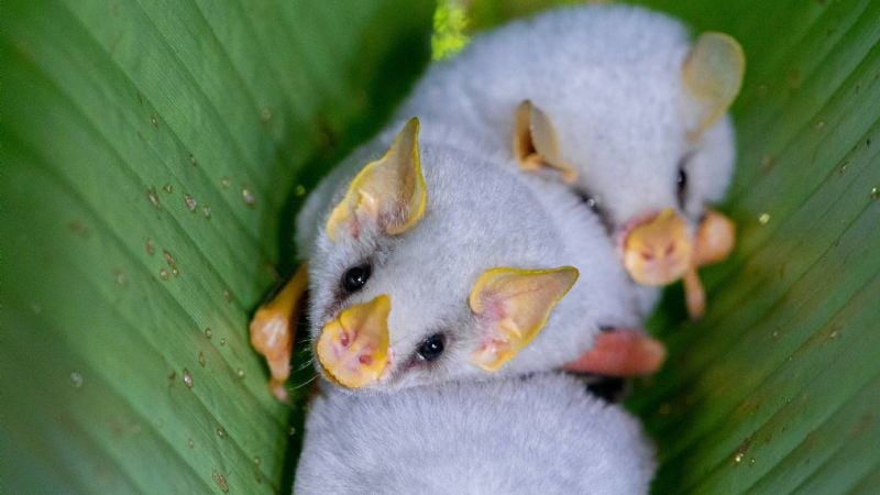 Jornadas nacionales sobre la conservación de murciélagos en la UNCA