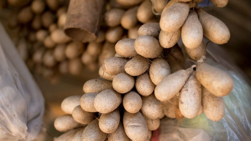 Avanza el proyecto de Sendero Tecnológico que busca rescatar la seda nativa en Ancasti