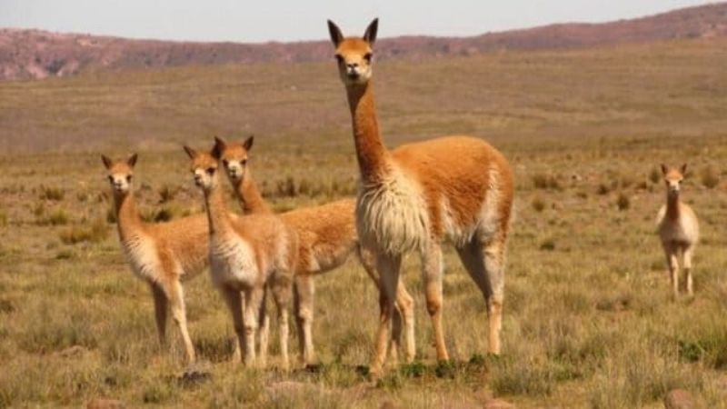 Cayeron cazadores furtivos