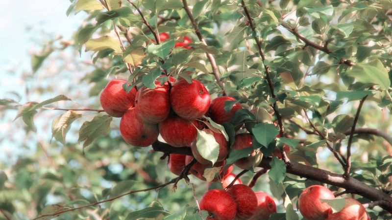 ¿Por qué es peligroso consumir semillas de manzana?