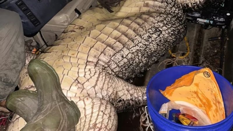 Atraparon un cocodrilo del tamaño de un monstruo de película