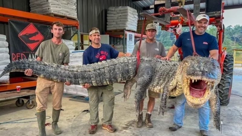 Atraparon un cocodrilo del tamaño de un monstruo de película