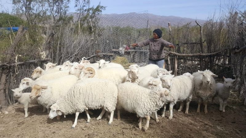 Se capacitó a productores sobre sanidad ovina en Belén