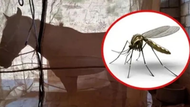 Una mujer murió por encefalitis equina y son dos las víctimas en el país