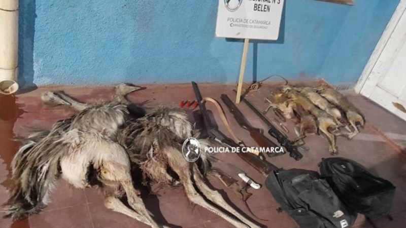 Detenidos por cazar especies protegidas