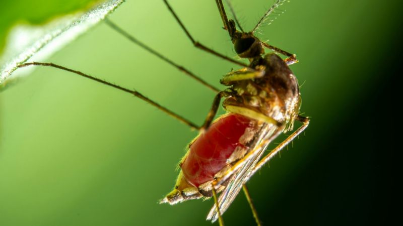 Dengue: eliminación de criaderos de mosquitos
