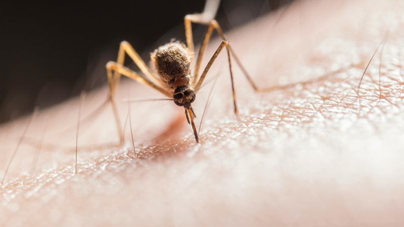 Dengue: 13 nuevos casos