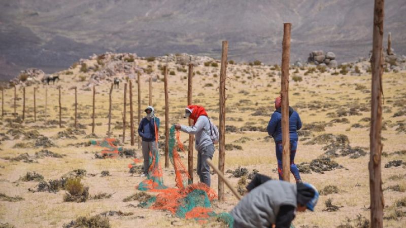 Comenzó la temporada de esquila de vicuñas