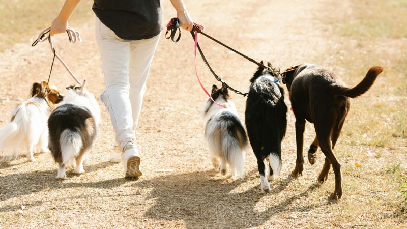 Para los amantes del mundo canino: "Caninatón de San Fernando del Valle de Catamarca"