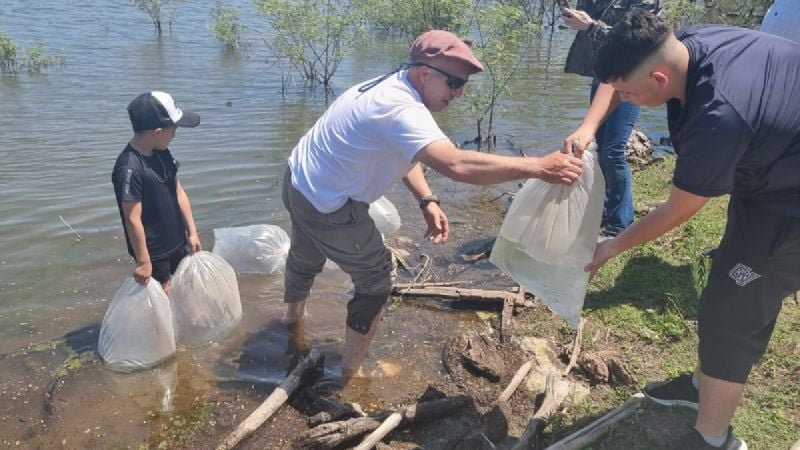 Dique El Bolsón: Siembran 100 mil alevines y 20 mil ovas embrionadas