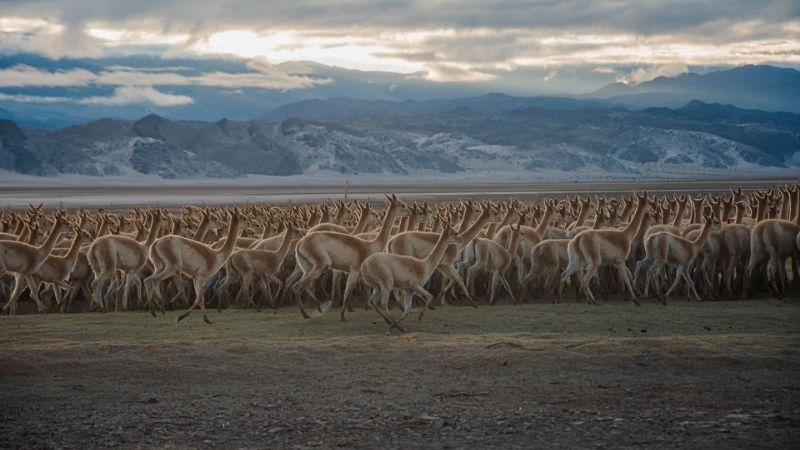 Continúa la temporada de esquila de vicuña