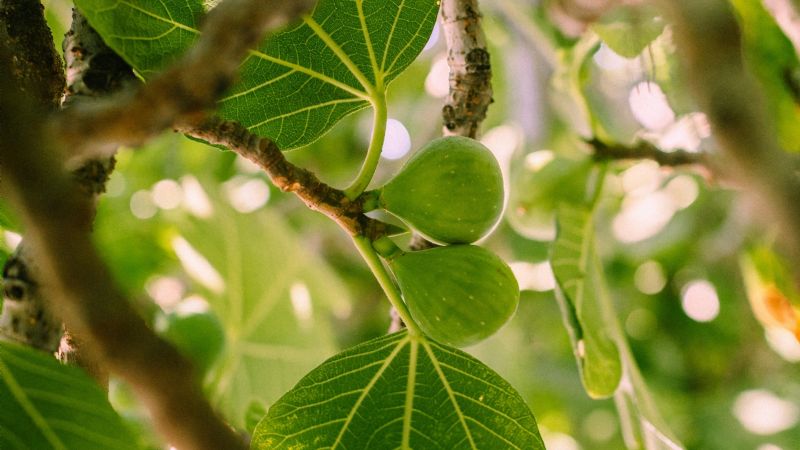 Formación en Poda de Higuera: Capacitación para Productores en Andalgalá