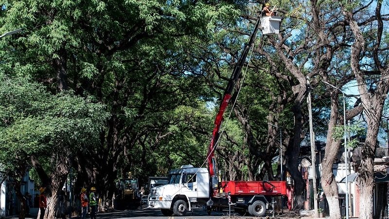 Avanza “Plan de Conservación del Arbolado” en avenida Presidente Castillo