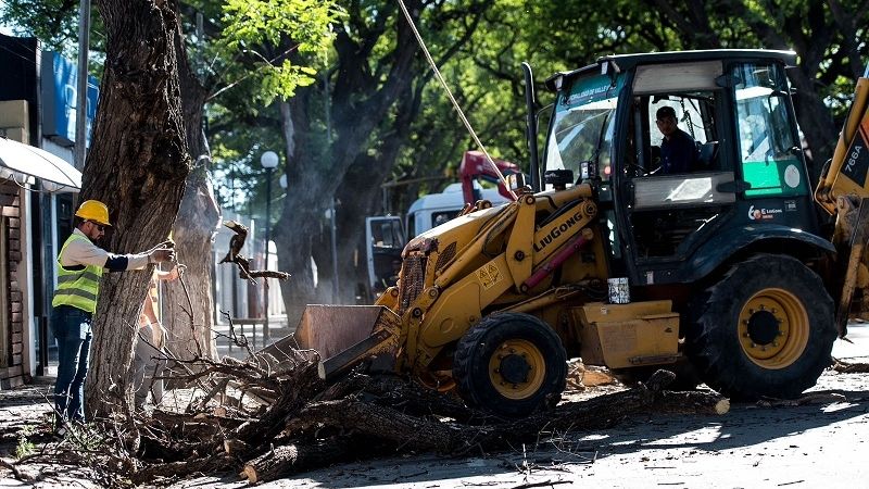 Avanza “Plan de Conservación del Arbolado” en avenida Presidente Castillo