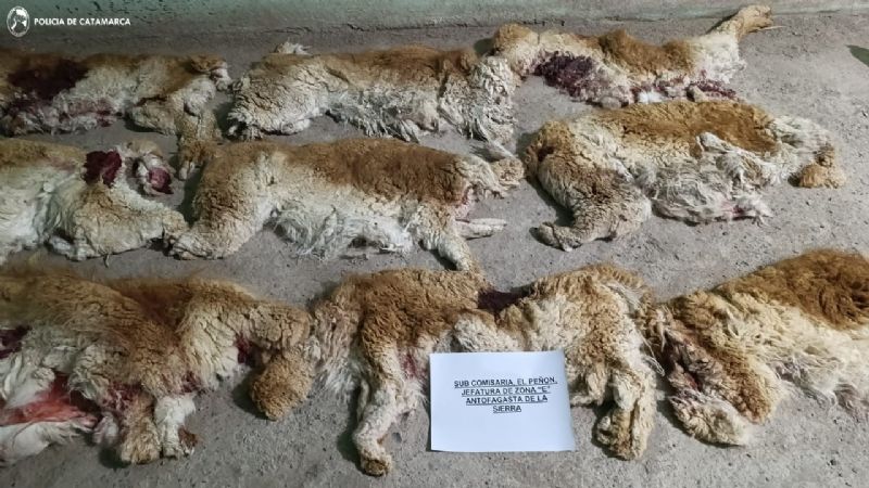 Salteños depredadores: Mataron vicuñas en la puna catamarqueña
