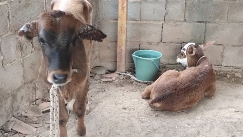 Detuvieron a dos supuestos cuatreros
