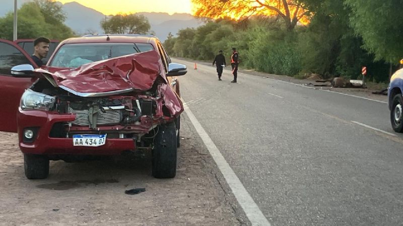 Chocó contra dos animales sueltos en la ruta