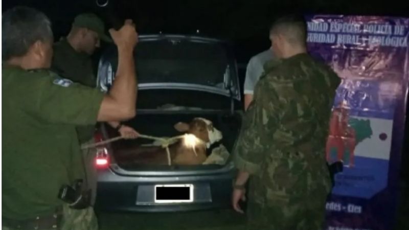 Insólito: llevaban un ternero vivo en el baúl del auto