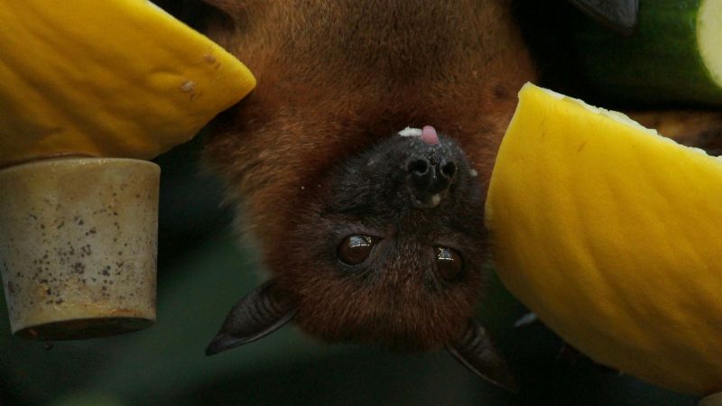 Confirman caso positivo de rabia en un murciélago