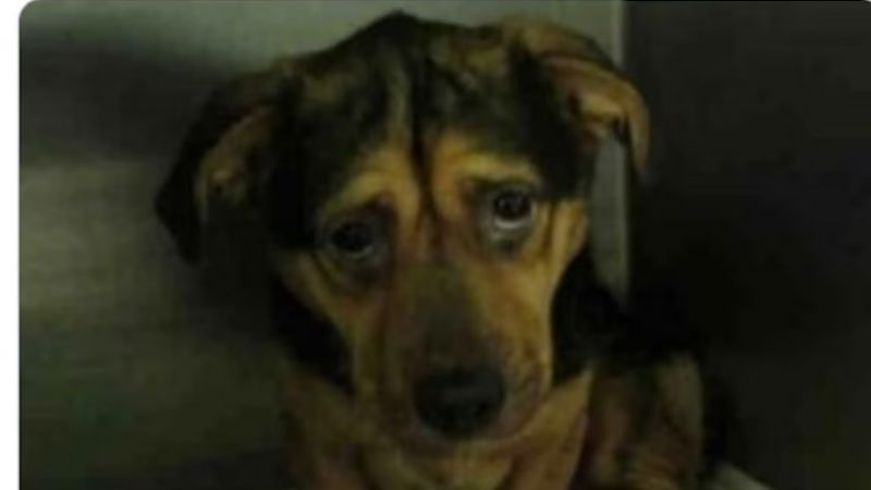 Las cargadas a Boca por la caída ante Vélez