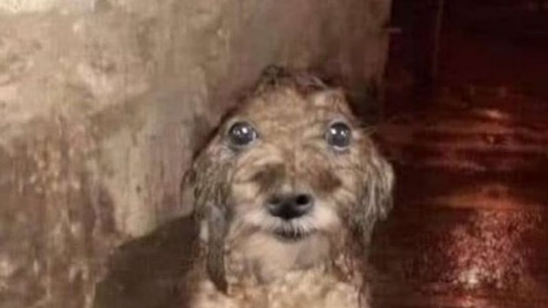 Las cargadas a Boca por la caída ante Vélez