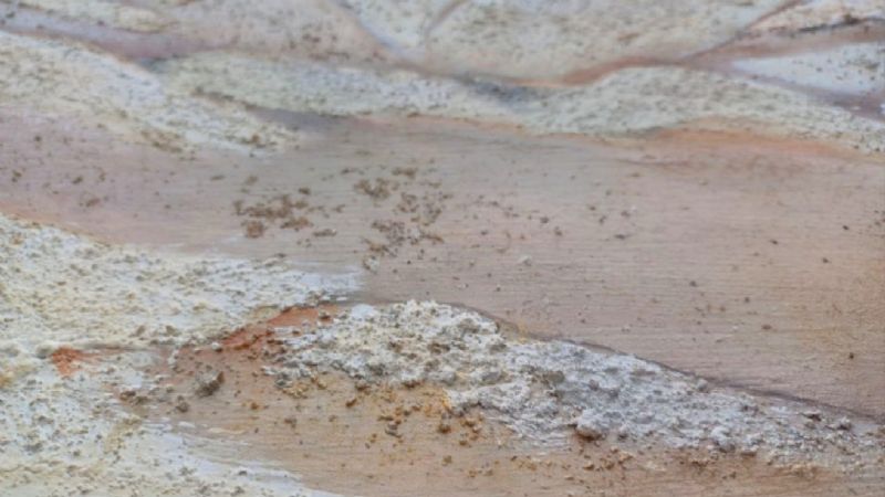 Silvia Tomassi participó en la Muestra Internacional de Arte “El Despertar de la Conciencia Ambiental”