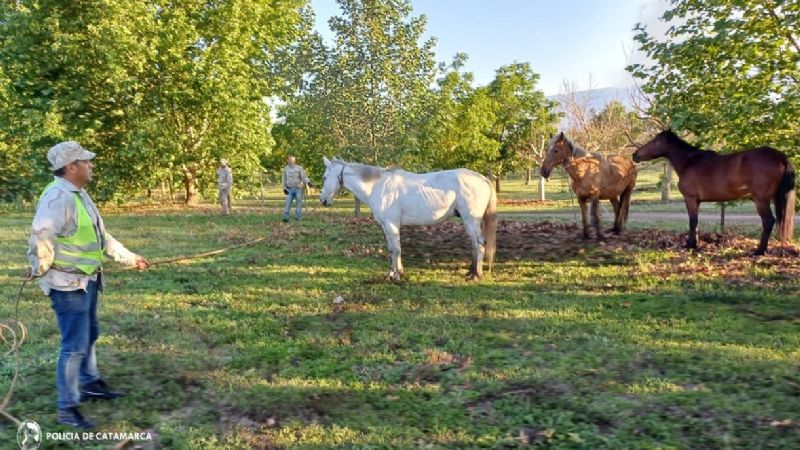 Secuestran cuatro equinos sueltos en Ambato