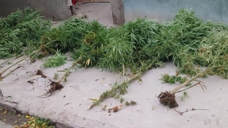 Ladrón se encondió en una casa, y la policía descubrió plantines de marihuana