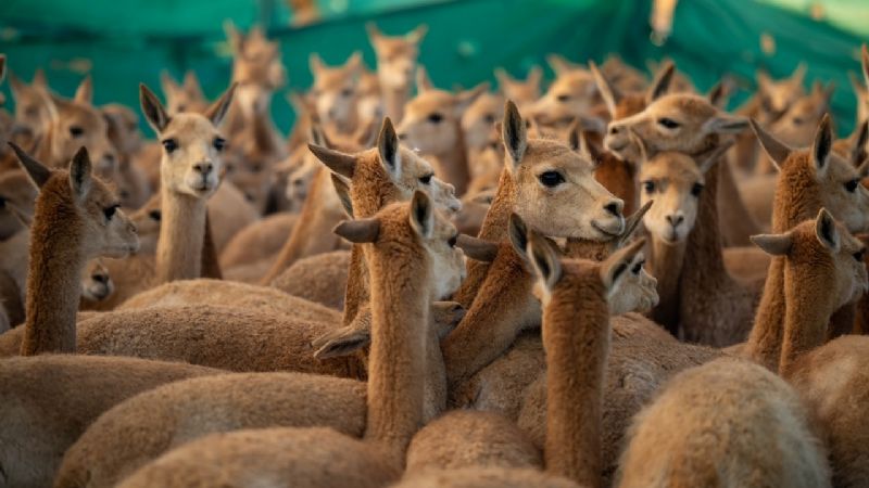 El último Chaku 2024 atrae a turistas y celebra la esquila sustentable de vicuñas