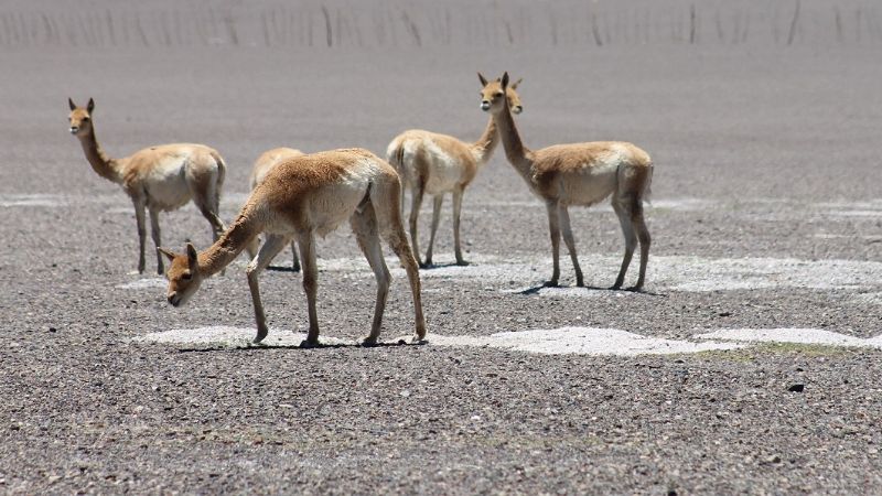Recuerdo de un disfrute montañero en Catamarca