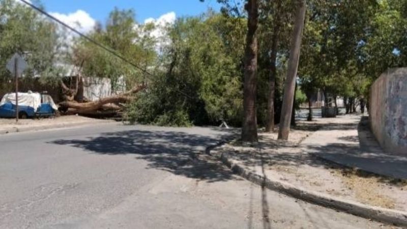Se desplomó un árbol de gran tamaño y dejó sin luz a varios barrios