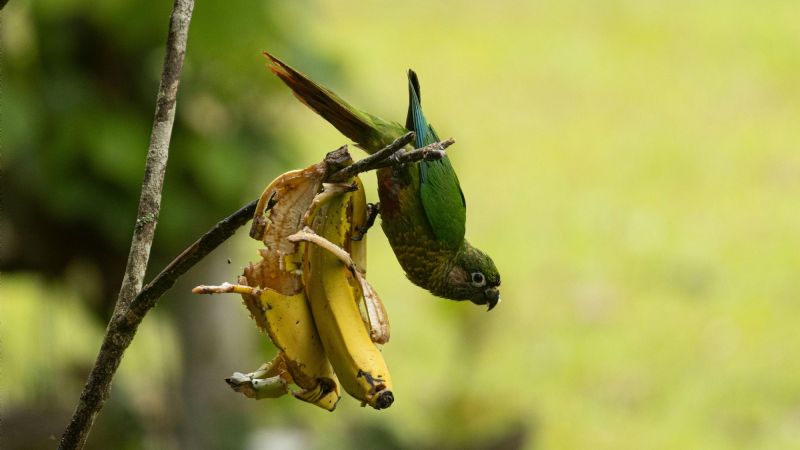 Los loros arrasan con las frutas en Tinogasta: productores exigen soluciones urgentes