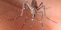 Aedes aegypti, el mosquito transmisor de la fiebre amarilla. 

