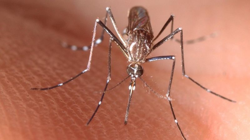 Por qué hoy es el Día del Médico