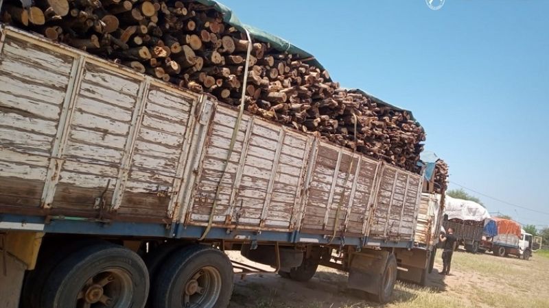 Secuestraron 29 toneladas de leña