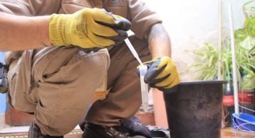 Nuevos casos de dengue y chikungunya en la última semana epidemiológica