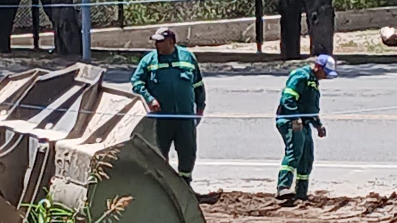 Vecino denuncia tala de árboles en Ruta 1 por parte de Vialidad