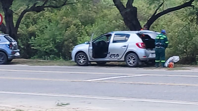 Vecino denuncia tala de árboles en Ruta 1 por parte de Vialidad