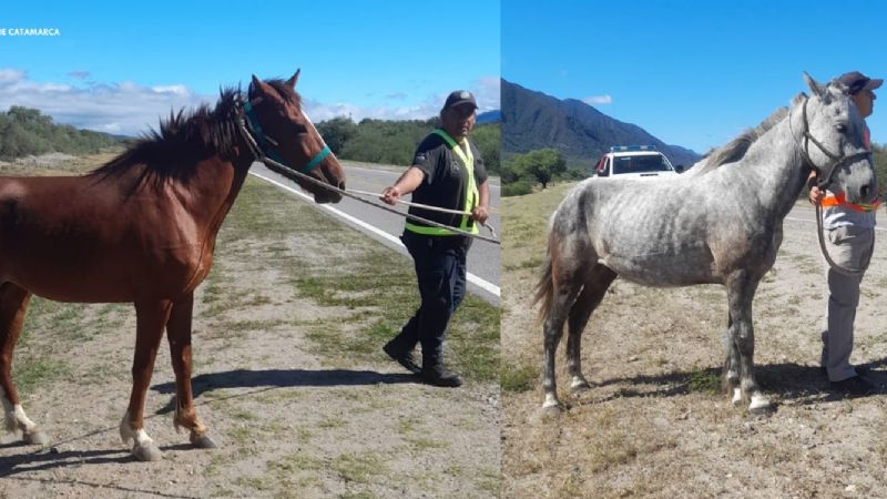 Secuestraron animales sueltos en la ruta