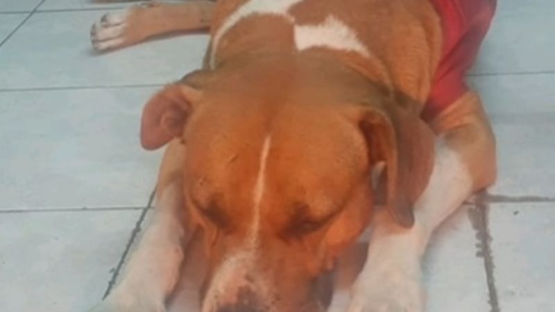 Sepultaron a Globito, el perrito amigo de todos