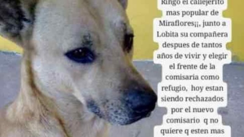 Vecinos de Miraflores piden por Ringo y Lobita