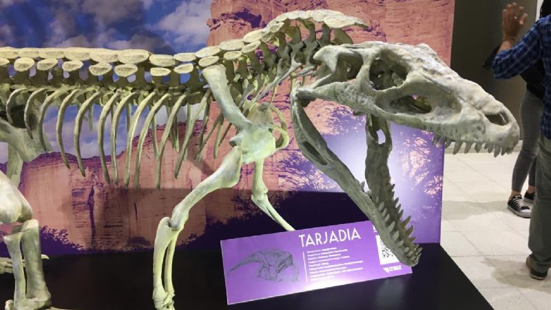 Analizan cráneos fósiles de parientes lejanos de los cocodrilos actuales