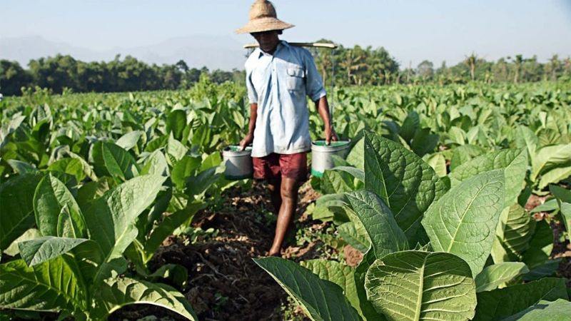 Finalizó otra temporada exitosa en el cuidado infantil de 500 hijos de trabajadores tabacaleros
