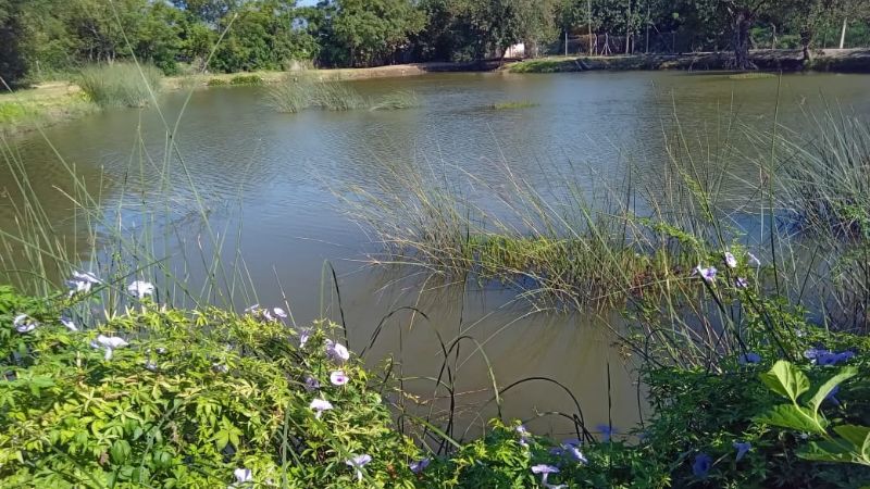 Estudios niegan la presencia de mosquito transmisor del dengue en el estanque del INTA