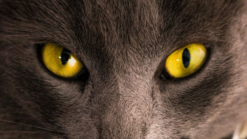 Anemia infecciosa felina: ¿qué es y cómo prevenirla?