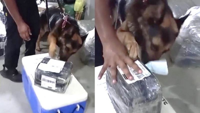 Incautan una encomienda con una importante cantidad de marihuana