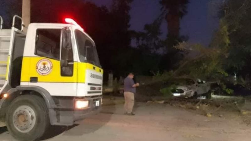 Iba manejando y se le cayó un árbol